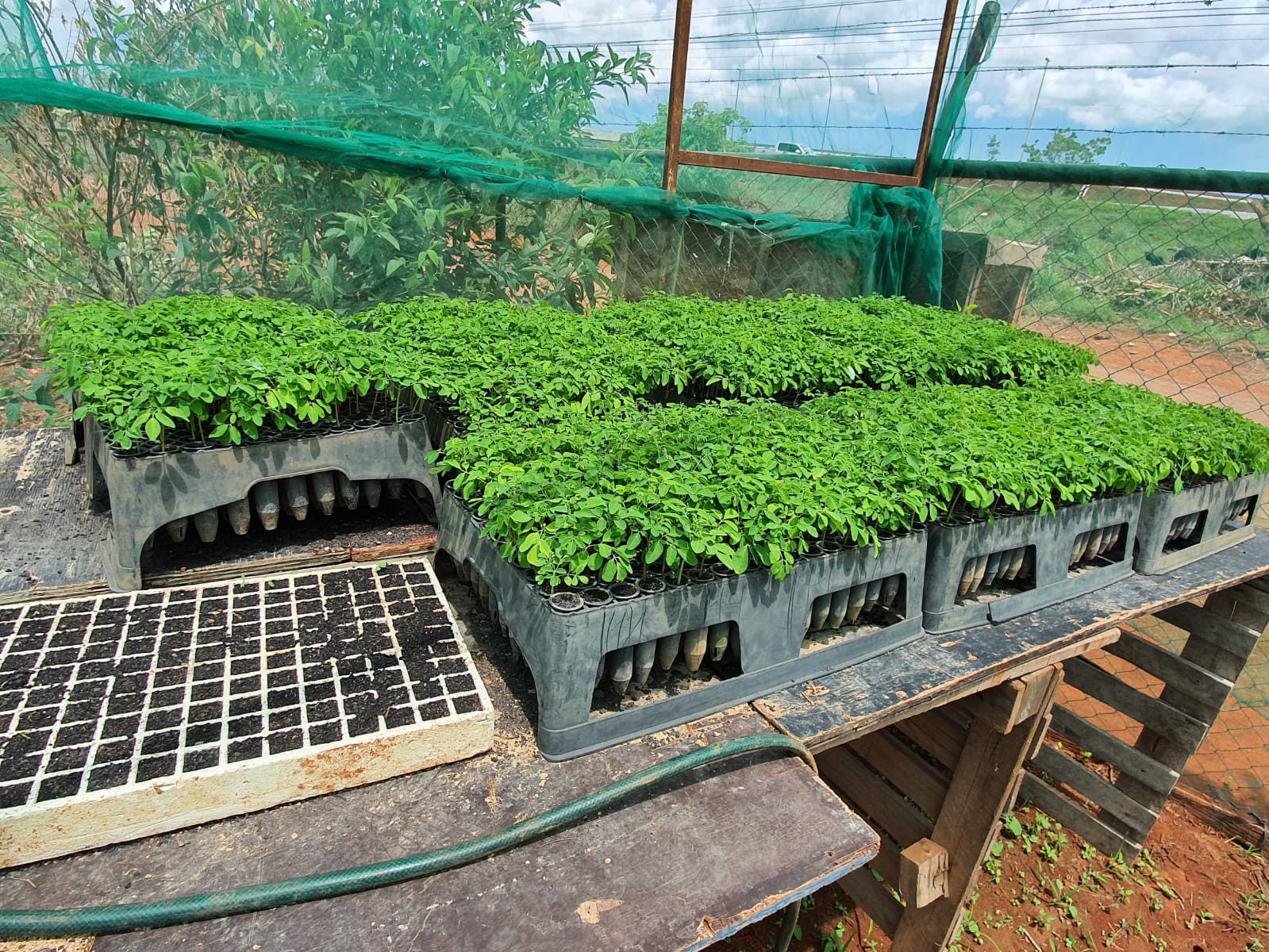 मोरिंगा की नर्सरी — एग्रोमोरिंगा ग्रीनहाउस